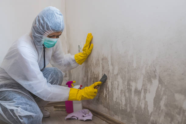 Mold Remediation for Rental Properties in Northport, NY
