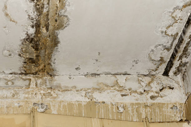 Best Attic Mold Removal  in Northport, NY