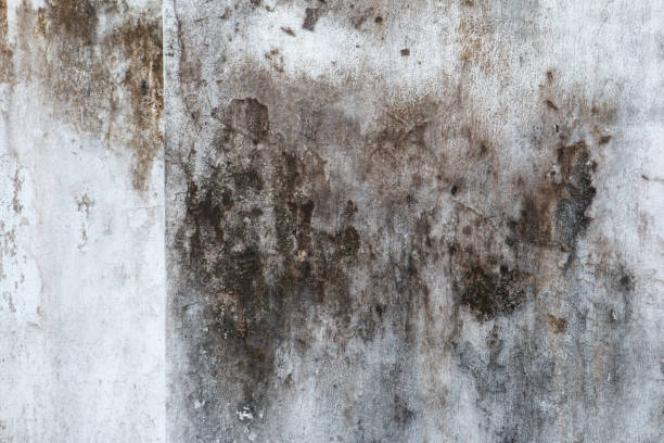 Reliable Northport, NY Mold Removal Solutions