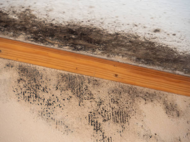 Best HVAC Mold Inspection and Cleaning  in Northport, NY